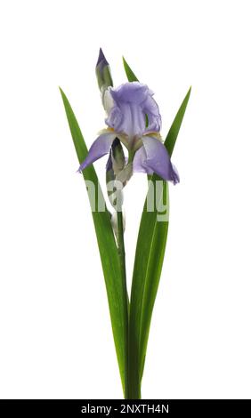 Wunderschöne Iris, isoliert auf weiß. Frühlingsblume Stockfoto