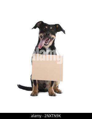 Verlorener Hund mit leerem Pappschild auf weißem Hintergrund. Ein obdachloses Haustier Stockfoto