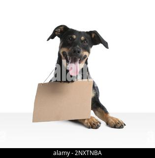 Verlorener Hund mit leerem Pappschild auf weißem Hintergrund. Ein obdachloses Haustier Stockfoto