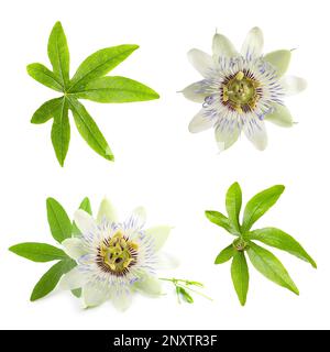 Mit Blumen und Blättern der Passiflora (Passionsfrucht) auf weißem Hintergrund Stockfoto