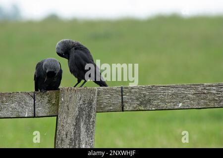 Die westliche Jackdaw (Coloeus monedula), auch bekannt als eurasische Jackdaw, europäische Jackdaw oder einfach Jackdaw, ist ein Passanten in der Krähenfamilie Stockfoto