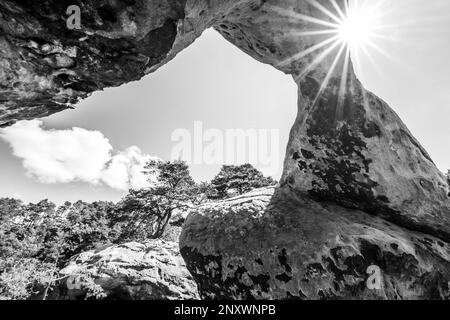 Bodenansicht des einzigartigen Sandsteinbogens im Kiefernwald am trockenen sonnigen Sommertag. Böhmisches Paradies, Tschechische Republik. Schwarzweiß-Bild. Stockfoto