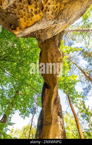 Bodenansicht des einzigartigen Sandsteinbogens im Kiefernwald am trockenen sonnigen Sommertag. Böhmisches Paradies, Tschechische Republik Stockfoto