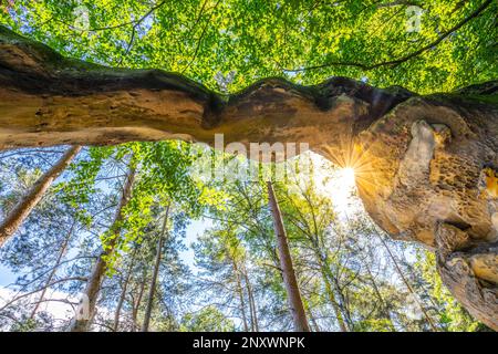 Bodenansicht des einzigartigen Sandsteinbogens im Kiefernwald am trockenen sonnigen Sommertag. Böhmisches Paradies, Tschechische Republik Stockfoto