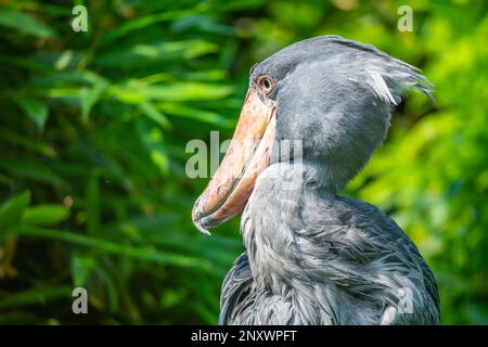 Schuhschnabel, Balaeniceps rex, auch bekannt als Walkopf, Walkopfstorch oder Schuhablattenstorch. Stockfoto