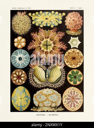 ERNST HAECKEL ART - Ascidiae, Seescheiben - 19. Jahrhundert - Antike zoologische Illustration - Illustrationen des Buches : "Kunstformen in der Natur" Stockfoto