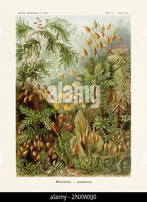 ERNST HAECKEL ART - Muscinae - 19. Jahrhundert - Antike botanische Illustration - Illustrationen des Buches : "Kunstformen in der Natur" Stockfoto