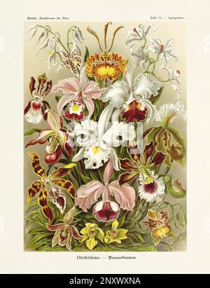 ERNST HAECKEL ART - Orchideen - 19. Jahrhundert - antiker Botanik Illustration - Illustrationen des Buches : "Kunstformen in der Natur" Stockfoto