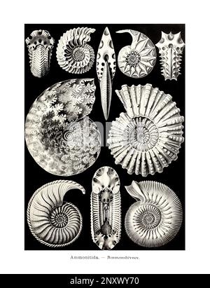 ERNST HAECKEL ART - Ammonitida - 19. Jahrhundert - Antike zoologische Illustration - Illustrationen des Buches : "Kunstformen in der Natur" Stockfoto