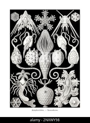 ERNST HAECKEL ART - Amphoridea - 19. Jahrhundert - Antike zoologische Illustration - Illustrationen des Buches : "Kunstformen in der Natur" Stockfoto