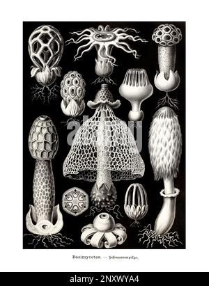 ERNST HAECKEL ART - Basimyceten - 19. Jahrhundert - Antike zoologische Illustration - Illustrationen des Buches : "Kunstformen in der Natur" Stockfoto