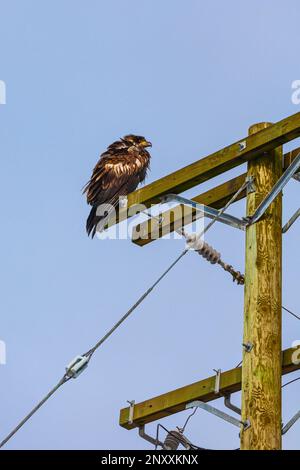 Unreifer Glatzadler, der auf einem Pol ruht, in Steveston, British Columbia, Kanada Stockfoto
