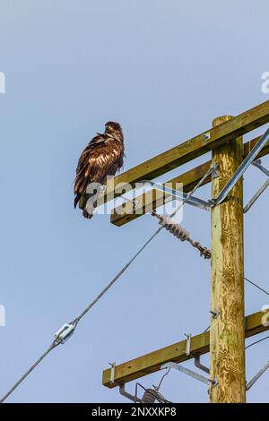 Unreifer Glatzadler, der auf einem Pol ruht, in Steveston, British Columbia, Kanada Stockfoto