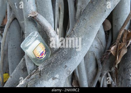 Eine gedankenlos in den Wurzeln eines ehrwürdigen banyan-Baumes im Kapioiani Park, Honolulu, Oahu, Hawaii, versteckte Rumflasche. Stockfoto