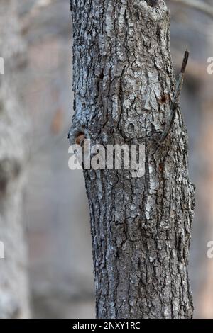 Red Morph Eastern Screech schaut ihn am frühen Abend an, am 2./26./2023. Stockfoto