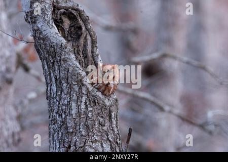 Red Morph Eastern Screech schaut ihn am frühen Abend an, am 2./26./2023. Stockfoto