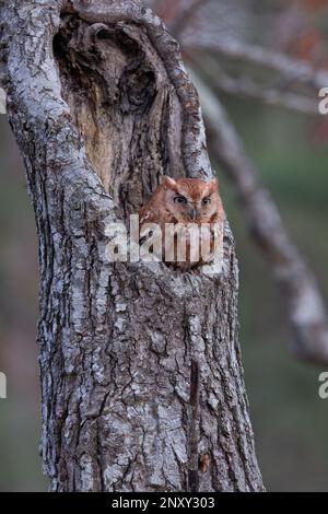 Red Morph Eastern Screech schaut ihn am frühen Abend an, am 2./26./2023. Stockfoto