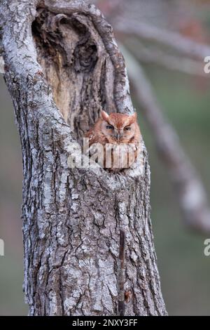 Red Morph Eastern Screech schaut ihn am frühen Abend an, am 2./26./2023. Stockfoto