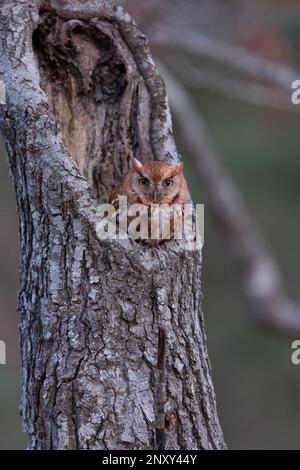 Red Morph Eastern Screech schaut ihn am frühen Abend an, am 2./26./2023. Stockfoto