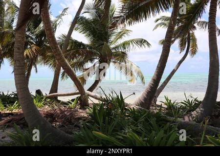 Blick auf den Atlantischen Ozean durch Palmen im South Water Caye Marine Reserve, Belize Barrier Reef Stockfoto