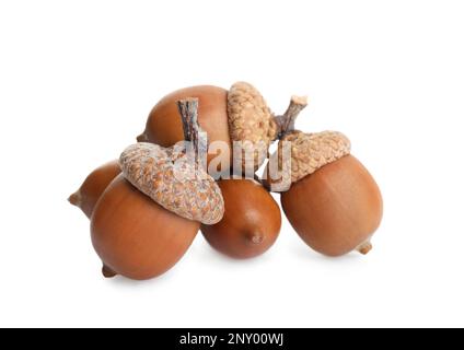 Viele schöne braune Eicheln auf weißem Hintergrund Stockfoto