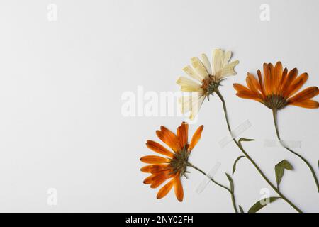 Wilde gepresste getrocknete Chrysanthemen auf weißem Hintergrund, Platz für Text. Wunderschönes Herbarium Stockfoto