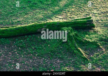 Von Moos bedeckter Stamm . Grüne Feenwald-Natur Stockfoto