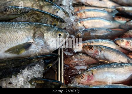 Blaufisch auf Eis mit Sardinen auf der rechten Seite Stockfoto
