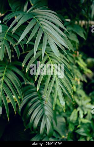 Palmenblätter im tropischen Gewächshaus, weicher Fokus. Grüne Pflanzen im natürlichen Dschungelwald. Stockfoto