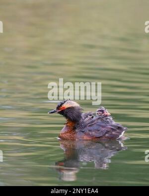 Hornmädchen Grebe, die auf dem Rücken des Elternvogel reitet und durch die Federn guckt. Kanada. Podiceps auritus Stockfoto