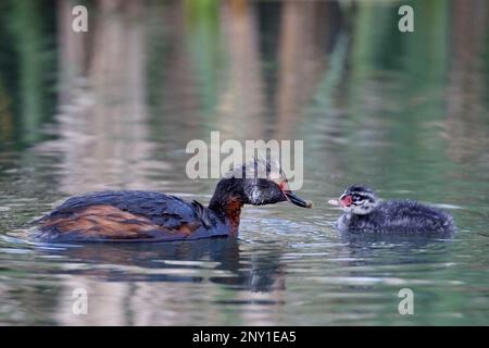 Horn-Grebe-Elternvogel, der Küken in einem Teich füttert. Kanada. Podiceps auritus Stockfoto