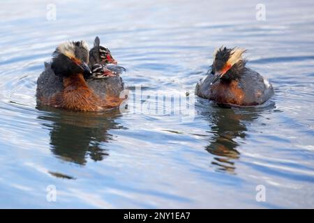 Horned Grebe Familie schwimmt in einem See mit einem Elternvogel, der seine beiden Küken auf dem Rücken trägt, Kanada. Podiceps auritus Stockfoto