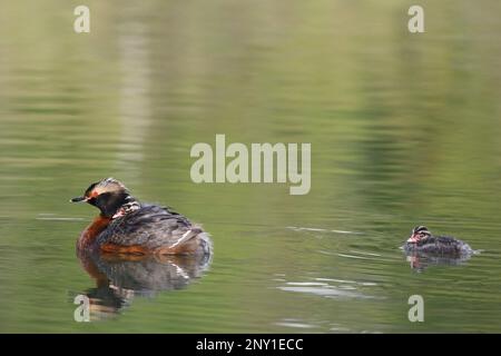 Hornvogel mit einem Küken, das auf dem Rücken des Elternteils getragen wird und das andere im Wasser schwimmt, Kanada. Podiceps auritus Stockfoto