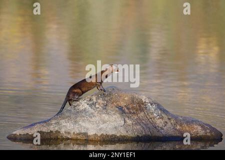 Amerikanische Nerze auf einem Felsen am Ufer des Pyramid Lake im Jasper National Park, Alberta, Kanada. (Neogale Vison) Stockfoto