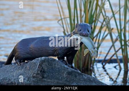 Ein amerikanischer Nerz hält einen Fisch im Maul, nachdem er am Ufer des Pyramid Lake, Jasper National Park, Alberta, Kanada, gefangen wurde. (Neogale Vison) Stockfoto