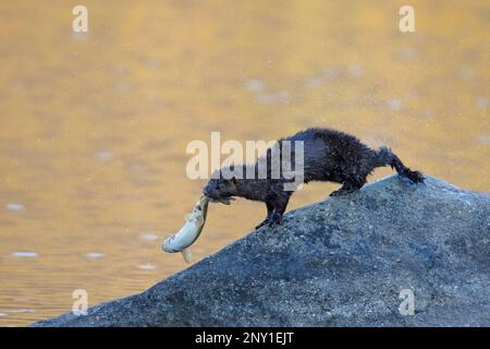 Amerikanische Nerze, die Fische im Mund transportieren und nach dem Angeln im Pyramid Lake, Jasper National Park, Alberta, Kanada, Wassertropfen abschütteln. Neogale Vison Stockfoto