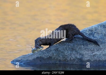 Ein amerikanischer Nerz mit einem Fisch, den das Tier im Pyramid Lake, Jasper National Park, Alberta, Kanada, gefangen hat. (Neogale Vison) Stockfoto