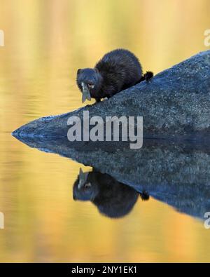 Ein amerikanischer Nerz frisst einen Fisch, den das Tier im Pyramid Lake, Jasper National Park, Alberta, Kanada, gefangen hat. (Neogale Vison) Stockfoto