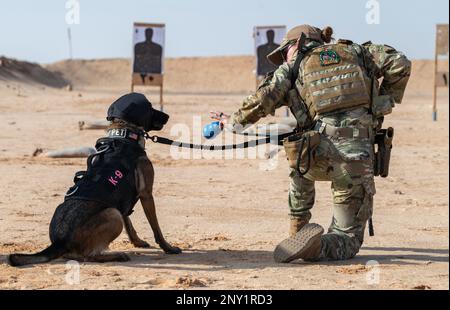 USA Air Force Staff Sergeant Leirin Simmons, 378. Expeditionary Security Forces Squadron K9 Handler, trainiert Ffreddie, ihren militärisch arbeitenden Hund, auf einem Schießstand auf dem Prince Sultan Air Base, Königreich Saudi-Arabien, 21. Januar 2023. K9 die Verteidiger und ihre Betreuer müssen gemeinsam im Umgang mit Feuerwaffen trainieren, um in stressigen realen Situationen eine sichere Interoperabilität zu gewährleisten. Stockfoto