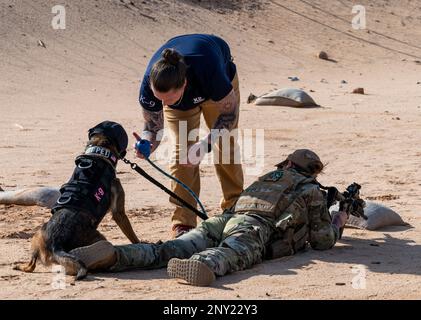 USA Air Force Staff Sergeant Leirin Simmons, Right, und Sage Taylor, Left, beide 378. Sicherheitsgeschwader, K9 Handler, trainieren den militärisch arbeitenden Hund Ffreddie auf einem Schießstand auf dem Prince Sultan Air Base, Königreich Saudi-Arabien, 21. Januar 2023. K9 die Verteidiger und ihre Betreuer müssen gemeinsam im Umgang mit Feuerwaffen trainieren, um in stressigen realen Situationen eine sichere Interoperabilität zu gewährleisten. Stockfoto