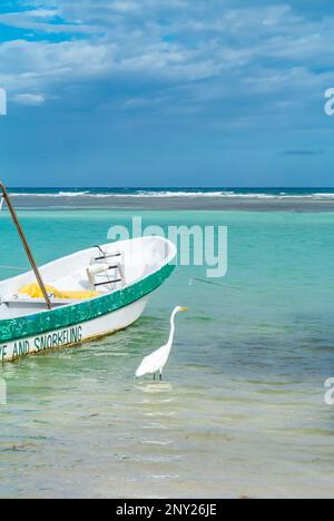 Mahahual, Quintana Roo, Mexiko, Ein weißer Reiher auf dem Boot eines Fischers auf einem karibischen Meer Stockfoto