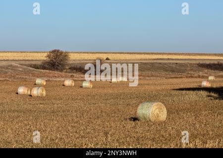 Futtersorghum, geerntete Ballen, zeigt Mais-Stoppel im Hintergrundfeld, WaKeeney, Tego County, Kansas, Unted States. "Sorghum bicolor". Betreff Stockfoto