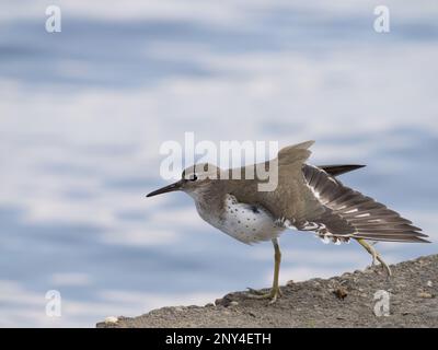 Gepunkteter Sandpiper mit verlängerten Flügeln an der Küste von Texas. Stockfoto