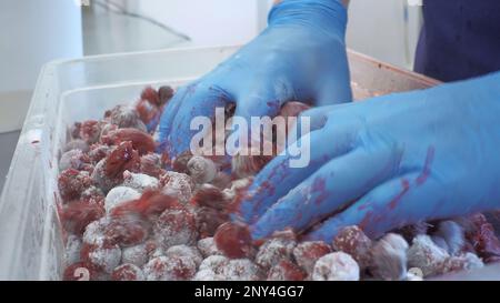 Nahaufnahme des industriellen Rührens von gefrorenen Beeren. Clip. Der Koch in Handschuhen rührt gefrorene Beeren um. Kirschen mit Zucker zum Dessert mischen. Stockfoto