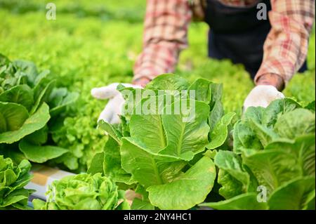 Gekürztes und Nahbild eines männlichen Landwirts, der Bio-Hydroponensalatgemüse im Gewächshaus erntet. Stockfoto