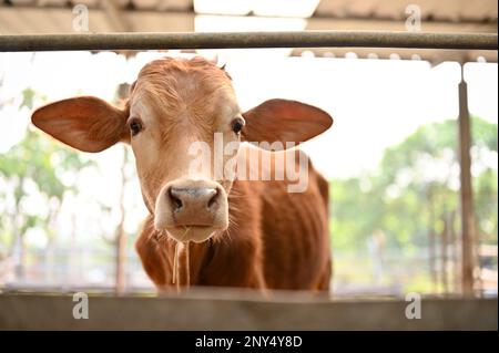 Eine bezaubernde braune Kuh im Kuhstall schaut in die Kamera. Konzept der Tierhaltung Stockfoto