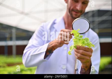 Landwirtschaftswissenschaftler oder Biologe, die mit einer Lupe die Qualität von organischem grünem Salat untersuchen und im Gewächshaus arbeiten. Nahaufnahme Stockfoto