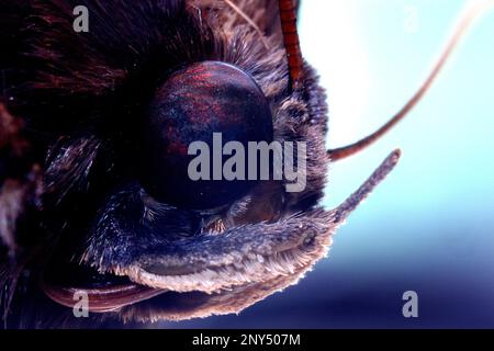 Nahaufnahmen von Kopf und Augen einer Motte Stockfoto