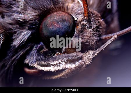 Nahaufnahmen von Kopf und Augen einer Motte Stockfoto