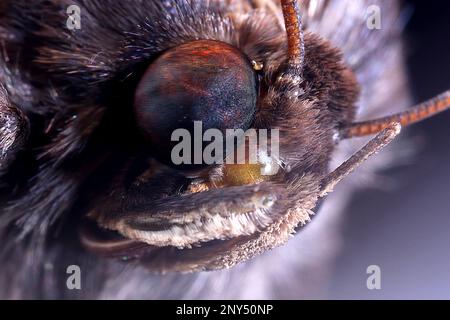 Nahaufnahmen von Kopf und Augen einer Motte Stockfoto